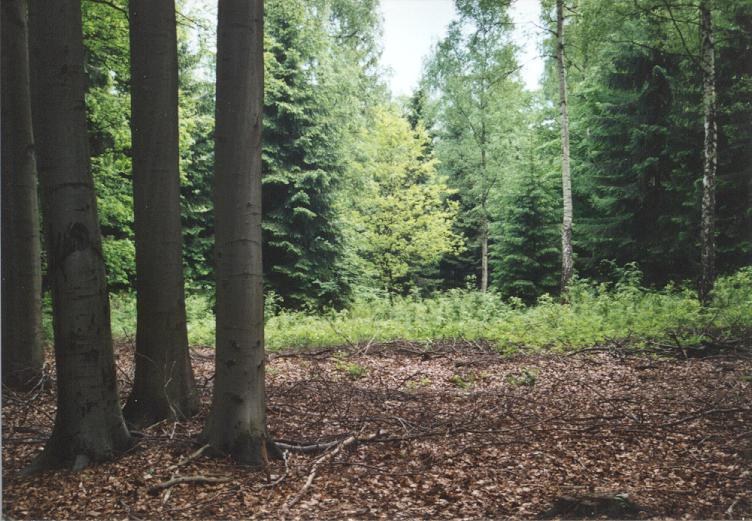Mixed woodland in Rabensteiner Wald
