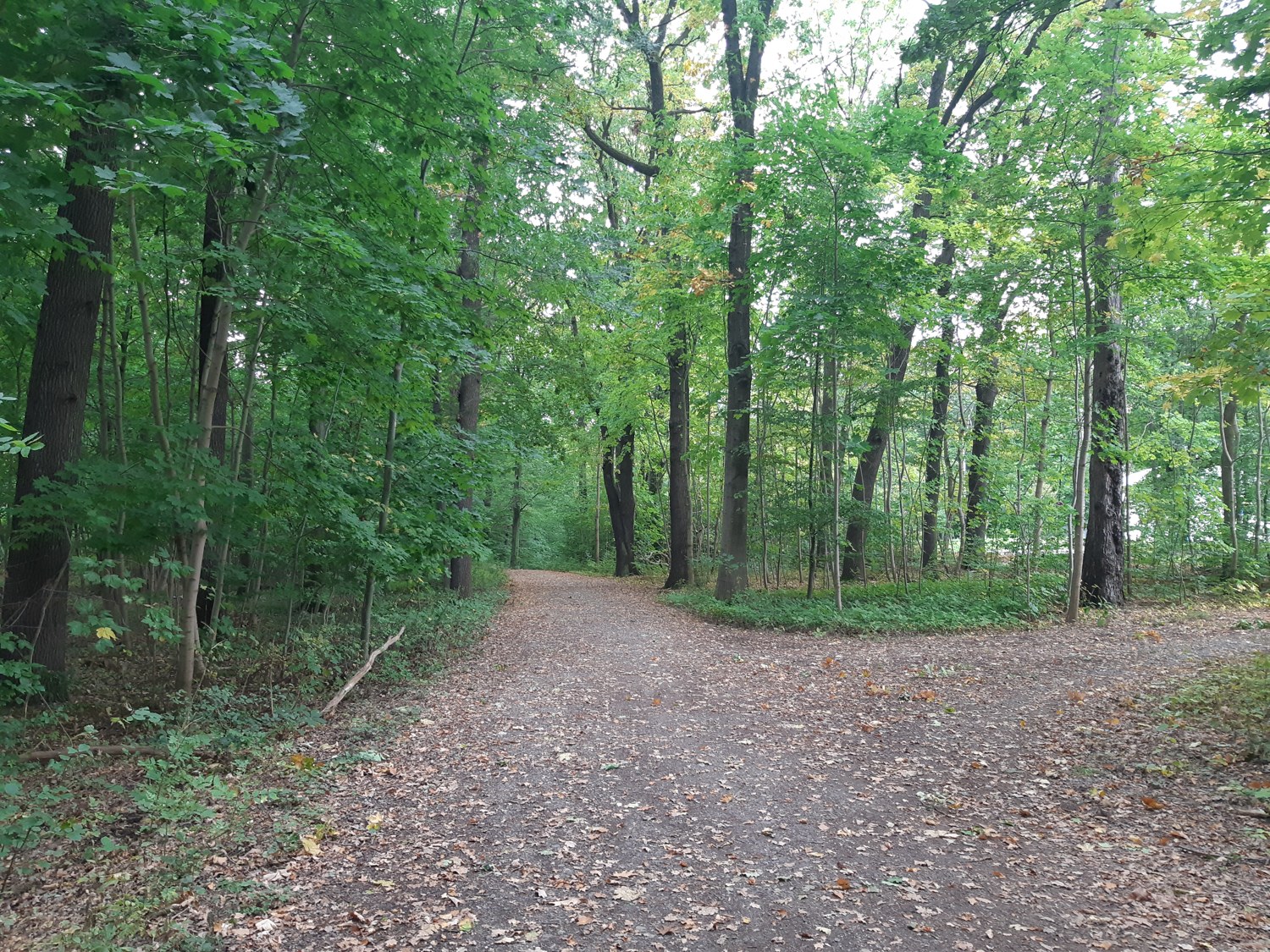 Krummer Weg in Crimmitschauer Wald