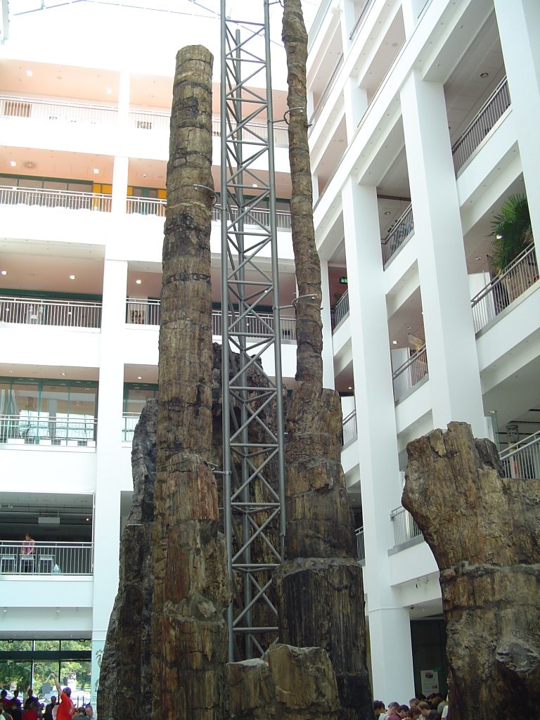Petrified tree trunks inside TIETZ