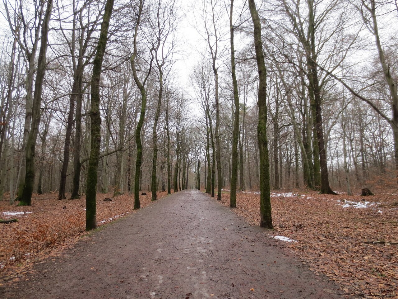 Straight path through Küchwaldpark in Chemnitz